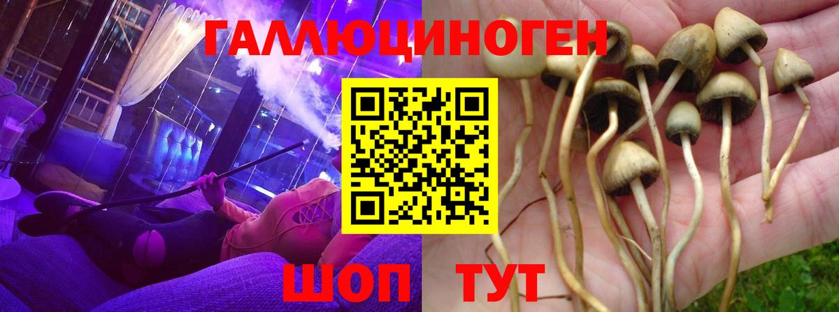 Псилоцибиновые грибы Psilocybe Знаменск